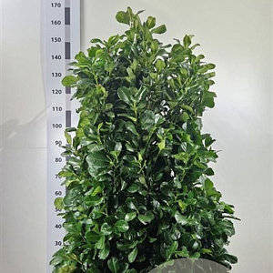 Prunus l. Etna 120-140 cm met kluit