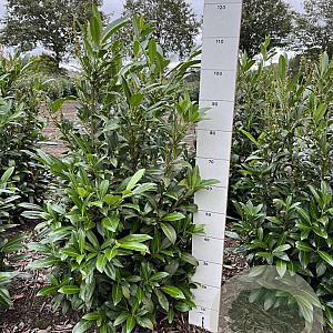 Prunus l. 'Herbergii' 80-100 cm met kluit