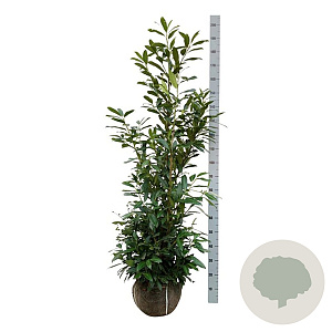 Prunus l. 'Herbergii' 150-175 cm met kluit