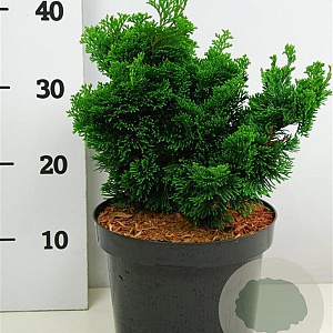 Chamaecyparis o. 'Nana Gracilis' 25-30 cm 5,0L