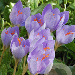 Crocus speciosus 5 cm verpakt per 100