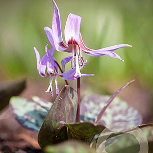 Erythronium dens canis Mix GM verpakt per 50