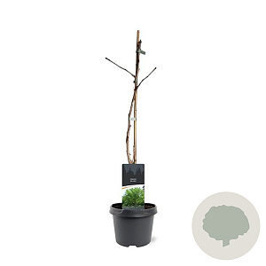 Ginkgo biloba 50-60 cm 3,0L