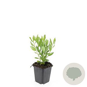 Aster ageratoides 'Ashvi' GM P9