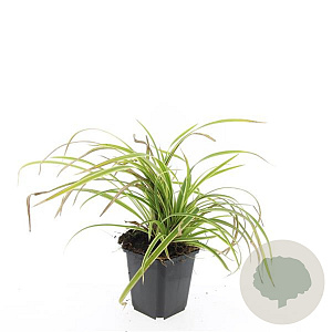 Carex morrowii 'Aureovariegata' GM P9