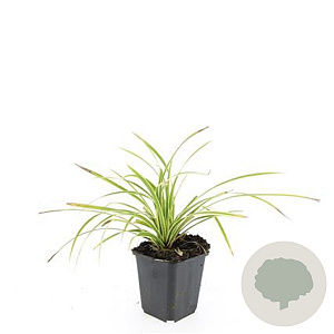 Carex morrowii 'Aureovariegata' GM P9