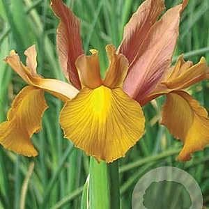 Iris Hollandica Autumn Princess verpakt per 100