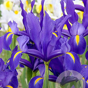 Iris Hollandica Blue Magic 8-9 cm verpakt per 100