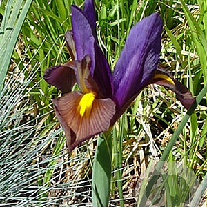 Iris Hollandica Eye of the Tiger verpakt per 100