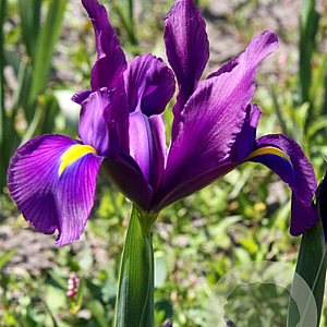 Iris Hollandica Purple Sensation verpakt per 100