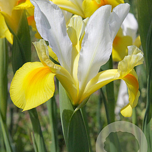 Iris Hollandica Symphony verpakt per 100