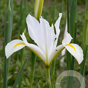 Iris Hollandica White van Vliet verpakt per 100