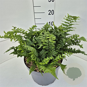 Dryopteris filix-mas 35-40 cm 10L