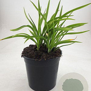 Hemerocallis 'Stella de Oro' GM C1.3