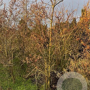 Hippophae rhamnoides 200-250 cm draadkluit struik