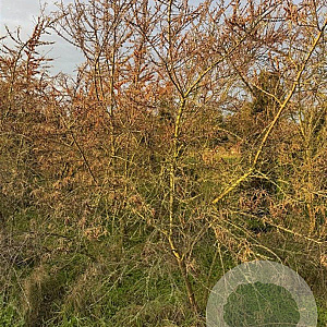 Hippophae rhamnoides 200-250 cm draadkluit struik