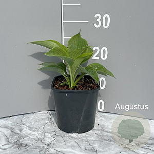 Hosta 'Elegans' GM 2,0L