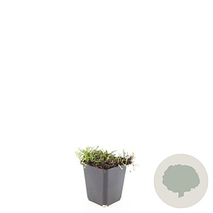 Leptinella squalida GM P9