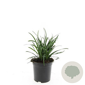 Liriope muscari 'Big Blue' GM C1.3