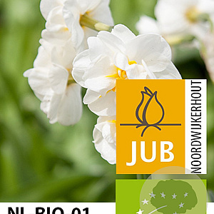 Narcissus 'Bridal Crown' 12-14 cm verpakt per 10