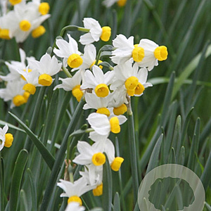 Narcissus 'Canaliculatus' 12-14 cm verpakt per 10