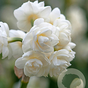 Narcissus 'Cheerfulness' 12-14 cm verpakt per 10