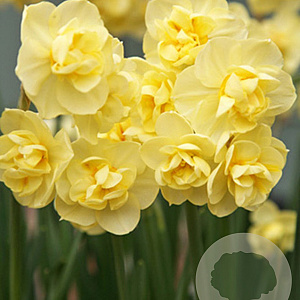 Narcissus Yellow Cheerfulness 12-14 cm verpakt per 10