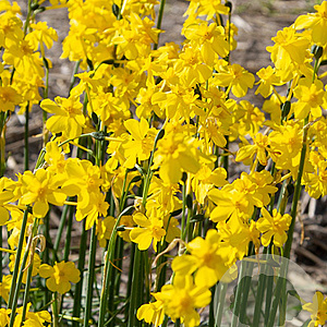 Narcissus 'Cordubensis' verpakt per 100