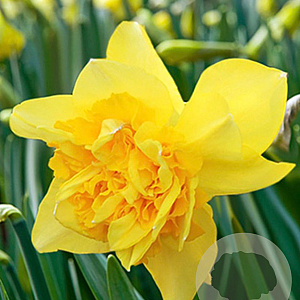 Narcissus 'Dick Wilden' 12-14 cm verpakt per 10