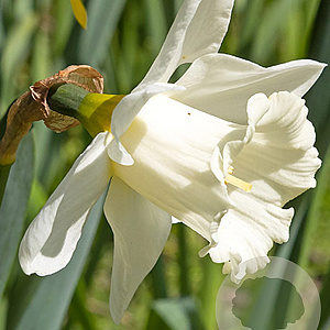 Narcissus 'Mount Hood' 12-14 cm verpakt per 10