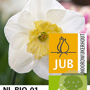 Narcissus 'Papillon Blanc' 12-14 cm verpakt per 10