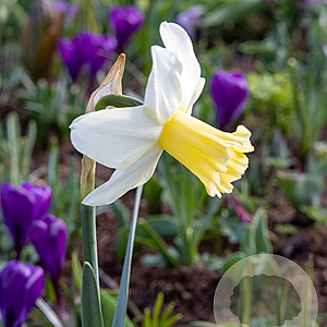 Narcissus 'Prinses Amalia' 12-14 cm verpakt per 10