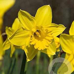 Narcissus 'Standard Value' 12-14 cm verpakt per 10