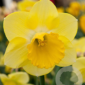 Narcissus Cairngorm 12-14 cm verpakt per 10
