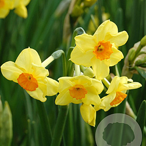 Narcissus Golden Dawn 12-14 cm verpakt per 10