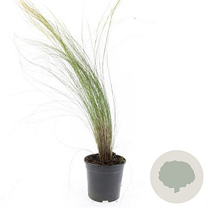 Stipa tenuissima 'Ponytails' GM C1.3