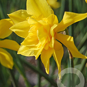 Narcissus odorus plenus 10-12 mm verpakt per 100