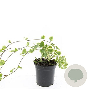 Vinca major 'Variegata' GM C1.3