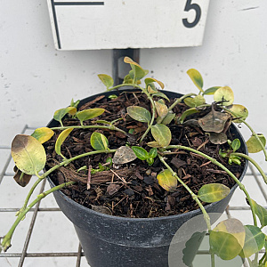 Vinca minor 'Alba' GM C1.3