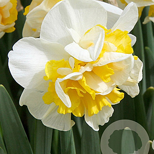 Narcissus Westward 12-14 cm verpakt per 10