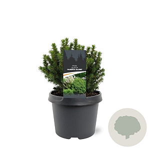 Picea gl. 'Alberta Globe' 20-25 cm 3,0L