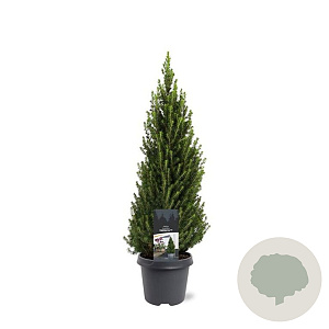 Picea gl. Perfecta 60-70 cm 5,0L