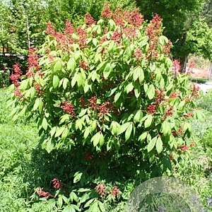 Aesculus pavia splendens 125-150 cm draadkluit meerstammig