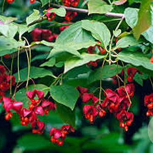 Euonymus planipes 100-125 cm draadkluit meerstammig