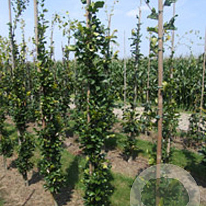 Fagus syl. 'Aniek' 16-18 cm draadkluit geveerd