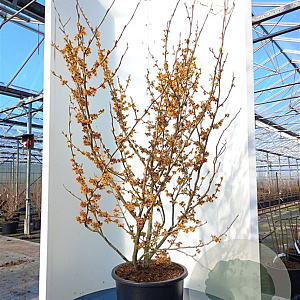 Hamamelis int. 'Jelena' 150-175 cm draadkluit meerstammig