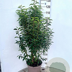 Prunus lusitanica 'Angustifolia' 100-120 cm 10L