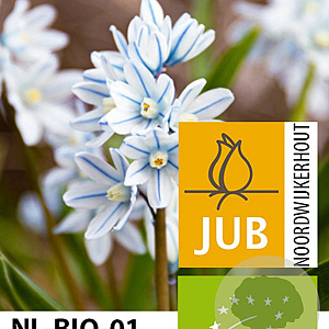 Puschkinia libanotica verpakt per 100