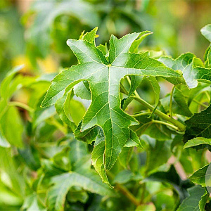 Liquidambar s. 'Lane Roberts' 12-14 HO draadkluit