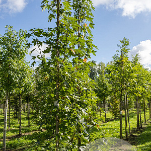 Liquidambar s. 'Paarl' 12-14 cm draadkluit geveerd